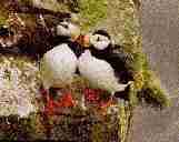 puffin