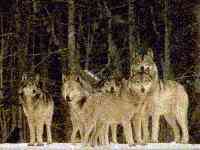 wolf