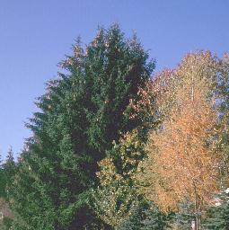 Herbstfarben