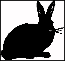 drawing of a black rabbit frontal view