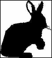 profile of a black rabbit frontal view