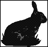 profile of a black rabbit sideview with gray markings