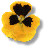 This is a pansy, the heartiest of lovely flowers.