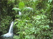 The Monte Verde cloud forest