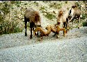 Rock Sheep