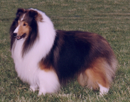 Mainstay shelties hot sale