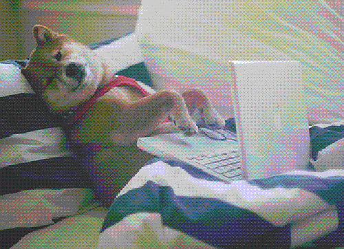 Perro escribiendo un un MacBook