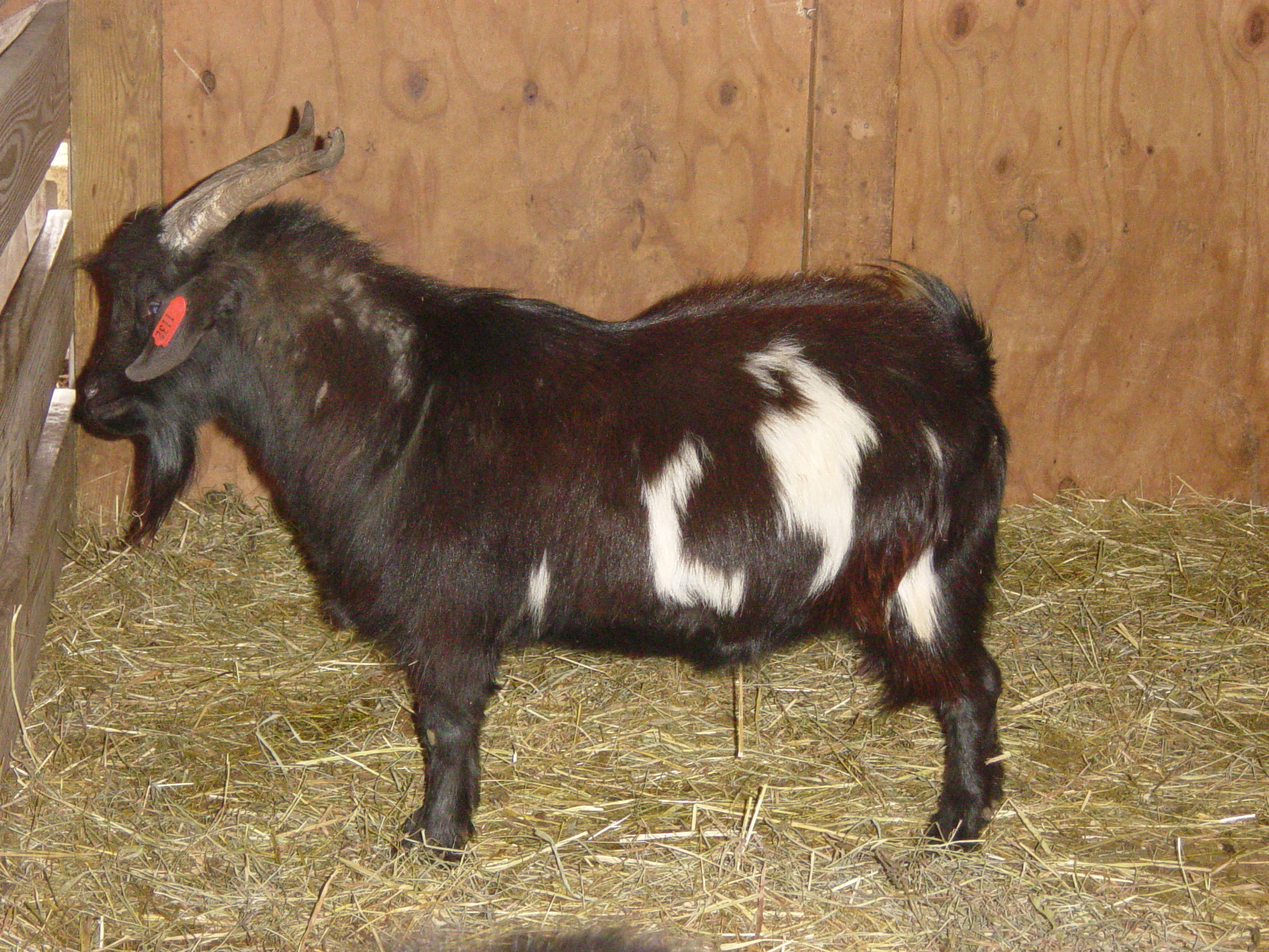spanish meat goat