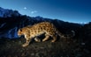 Snow Leopard Prowl.jpg