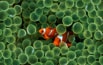 Clown Fish.jpg