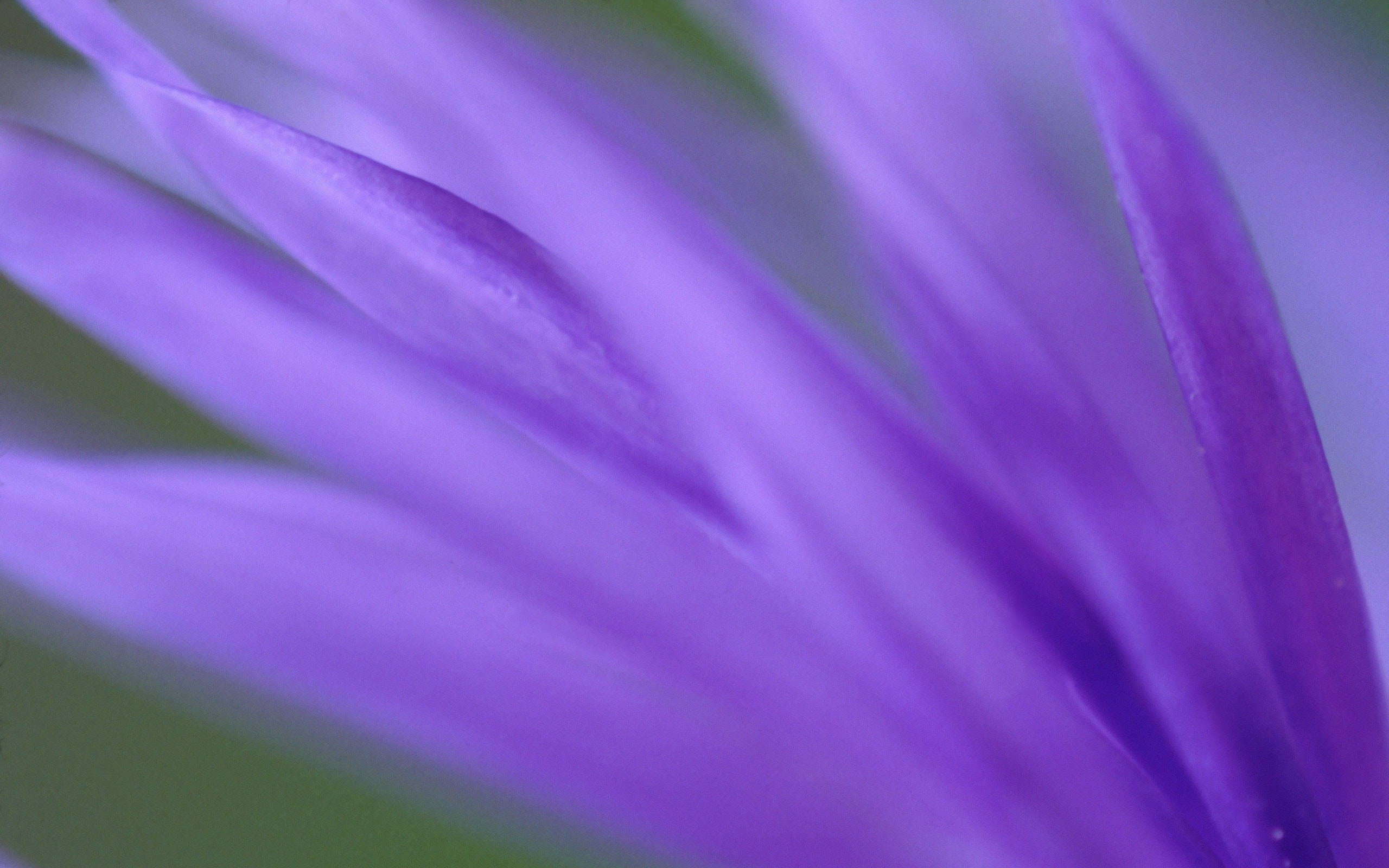 Purple Frond.jpg