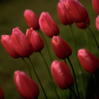 Red Tulips.png