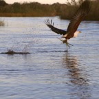 Fish Eagle.png