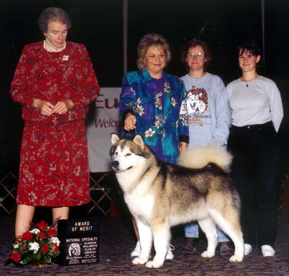 Yukon sales jack malamutes