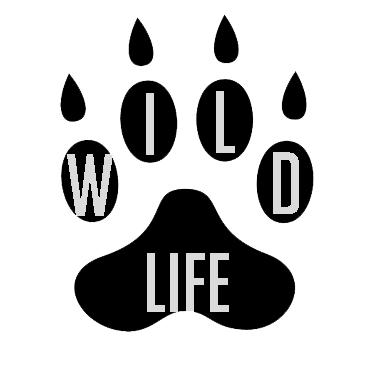 Link to Wildlife Page