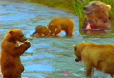 Shot from the movie - bears are fishing...