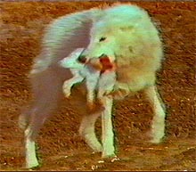 Shot from the movie - wolf with his kill