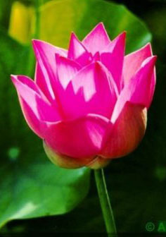 Desabrochar da Flor de Lotus