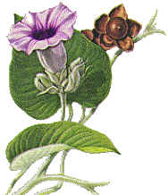 Hawaiian Baby Woodrose / Argyreia Nervosa