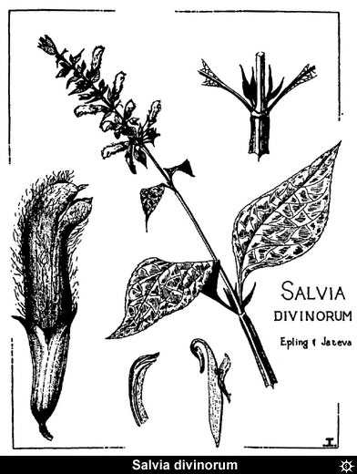 Salvia!!!!