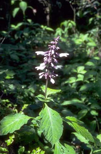 Salvia!!!!