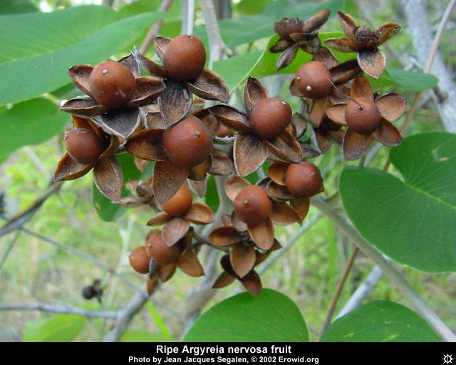 Argyreia Nervosa