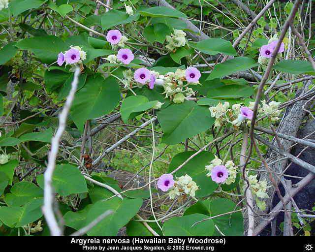Argyreia Nervosa