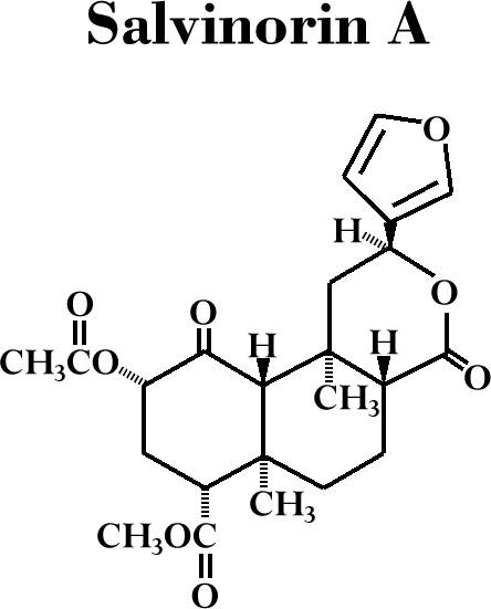 Salvia!!!!