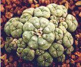 Peyote