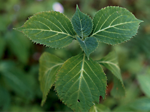 Salvia!!!!