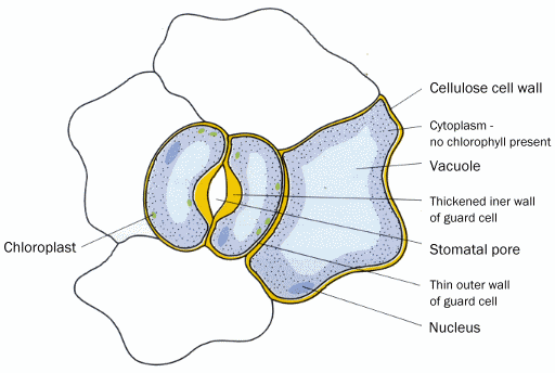 a stomata