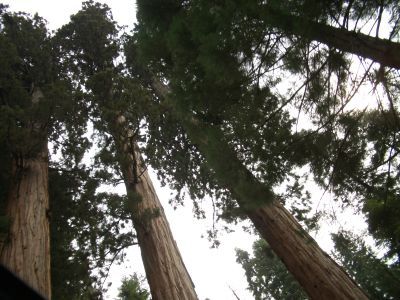 Bosque de Sequoias (y pinos gigantes).