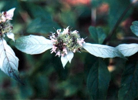 Hoary Mountain Mint