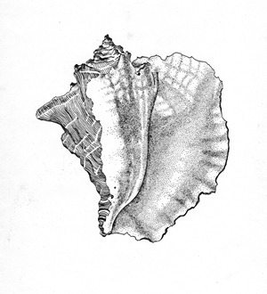 Shell