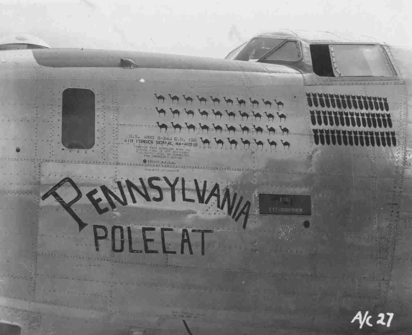 Pennsylvania Polecat