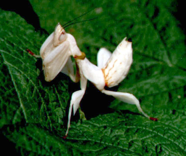 Orchid Mantis