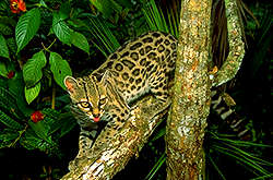 Cats of the Rainforest