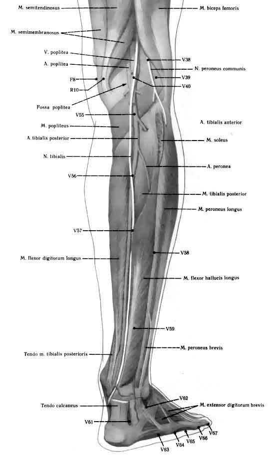 Atlas ankle and foot back wiev