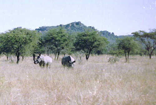 rhinos2