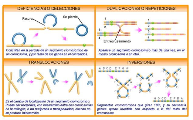 Resultado de imagen para tipos de sindromes cromosomicos