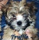 Truffle - 12 weeks