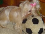 Angel and soccer ball