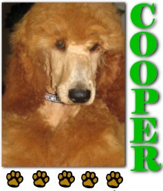 Cooper, the Red Standard Poodle and the joy of my life