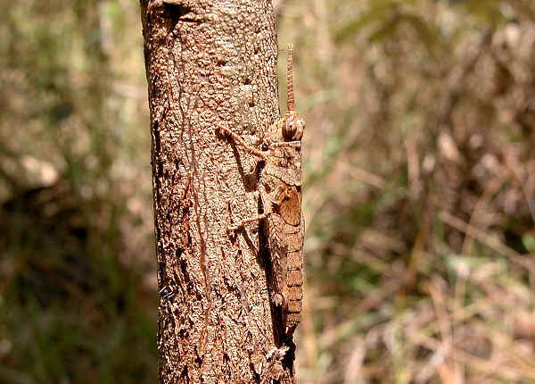 Bark-Mmicing Grasshopper