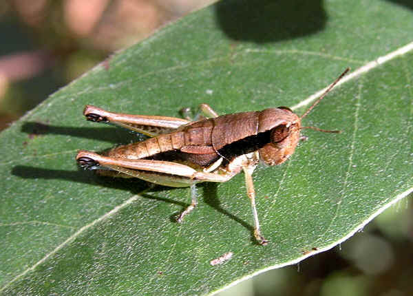 Handsome Macrotona Grasshopper - Macrotona mjoebergi