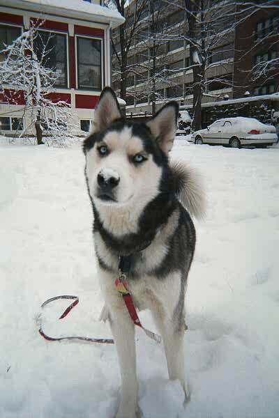 Siberian Husky