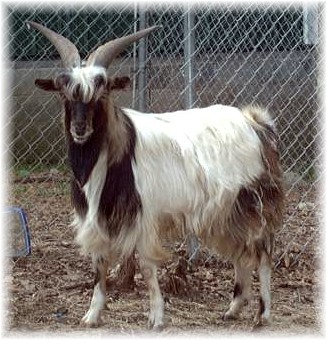 Cedar HIll Farms GA breeder of Mini Silky Fainting Goats, Mini Nubian goats