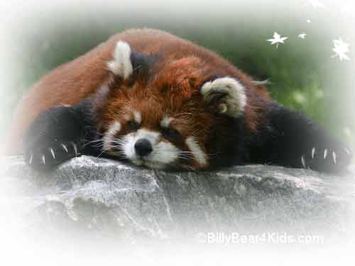 Red Panda