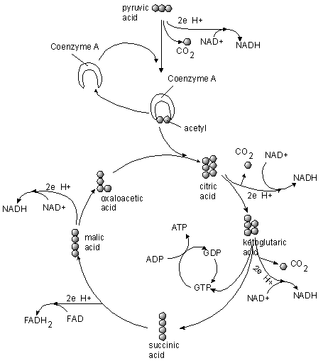 RESPIRATION OUTLINE • CLS Period 1 - Glycolysis, the Krebs Cycle, the ...