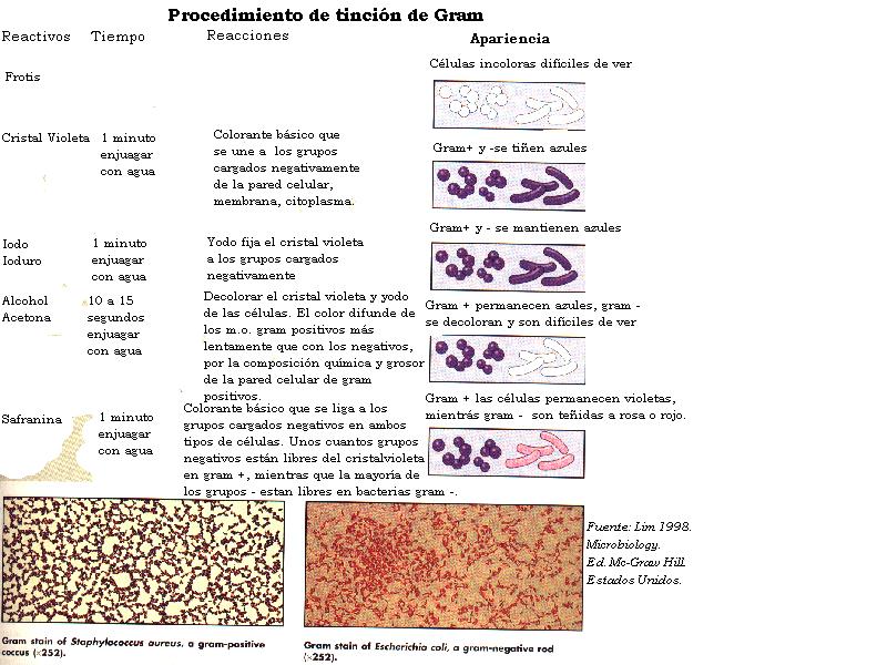 microorganismos en la leche